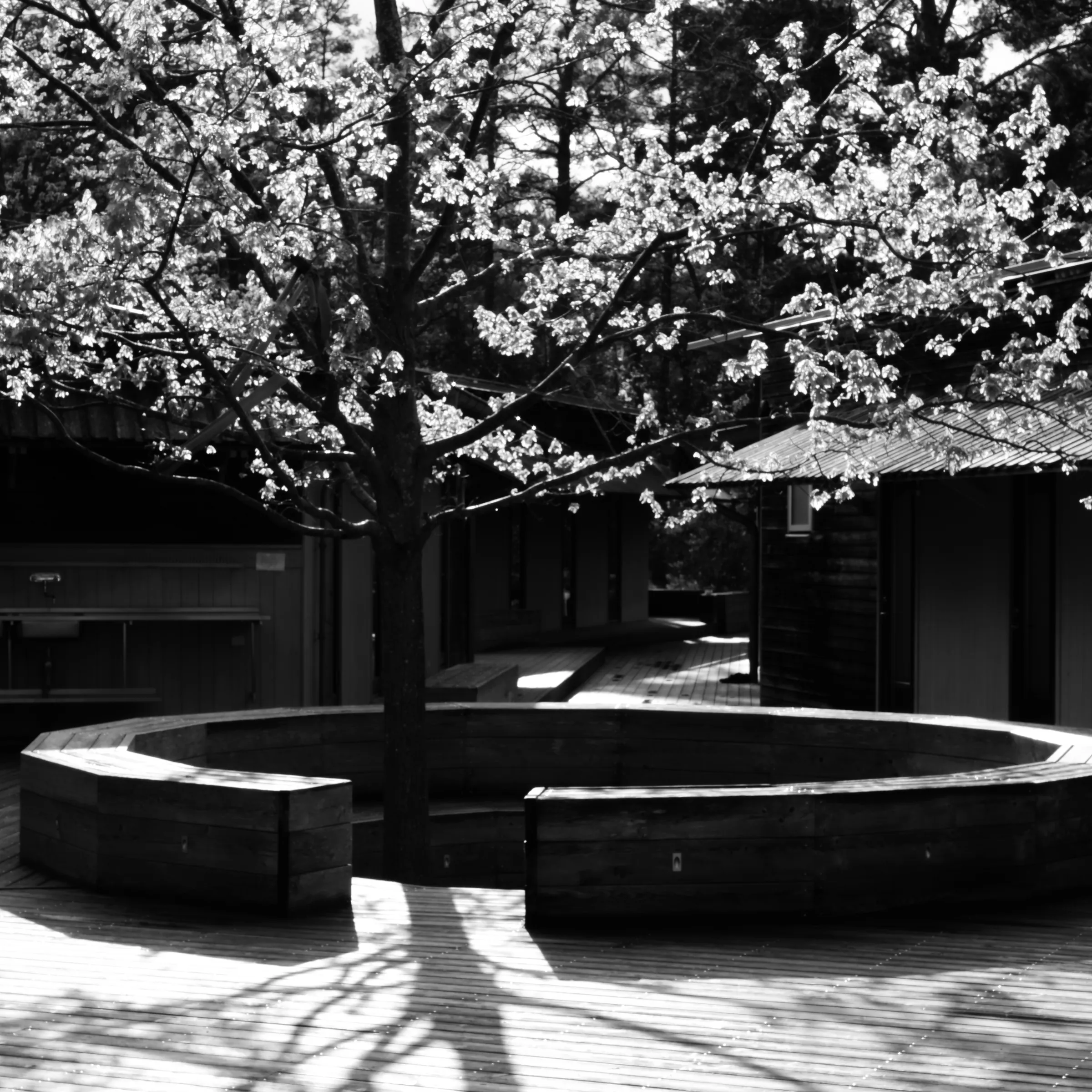 A flowering tree beside the circular wooden seating area on the Lakefront campus.